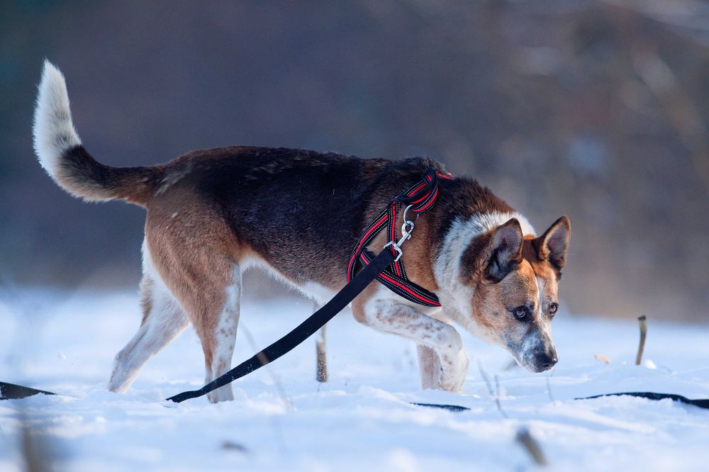 Ada-pięknie umaszczona sunia szuka domu [FILM]
