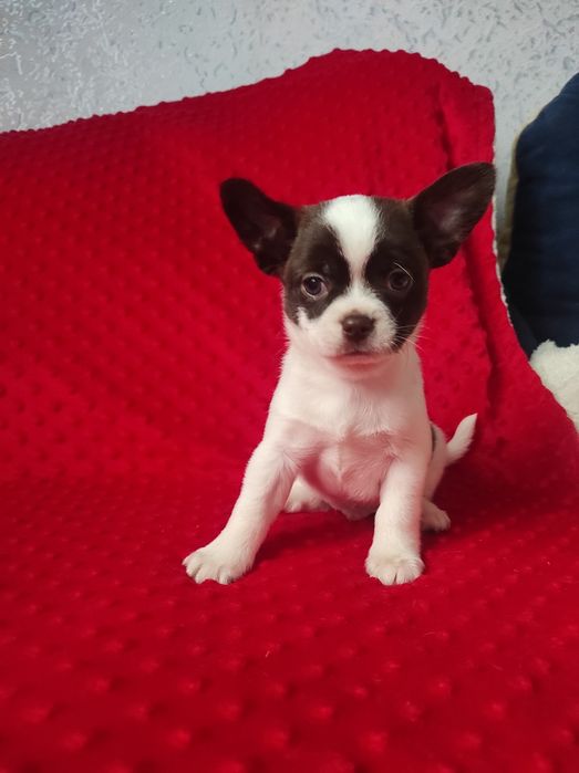 ЧУДО малыш чихуахуа!!!