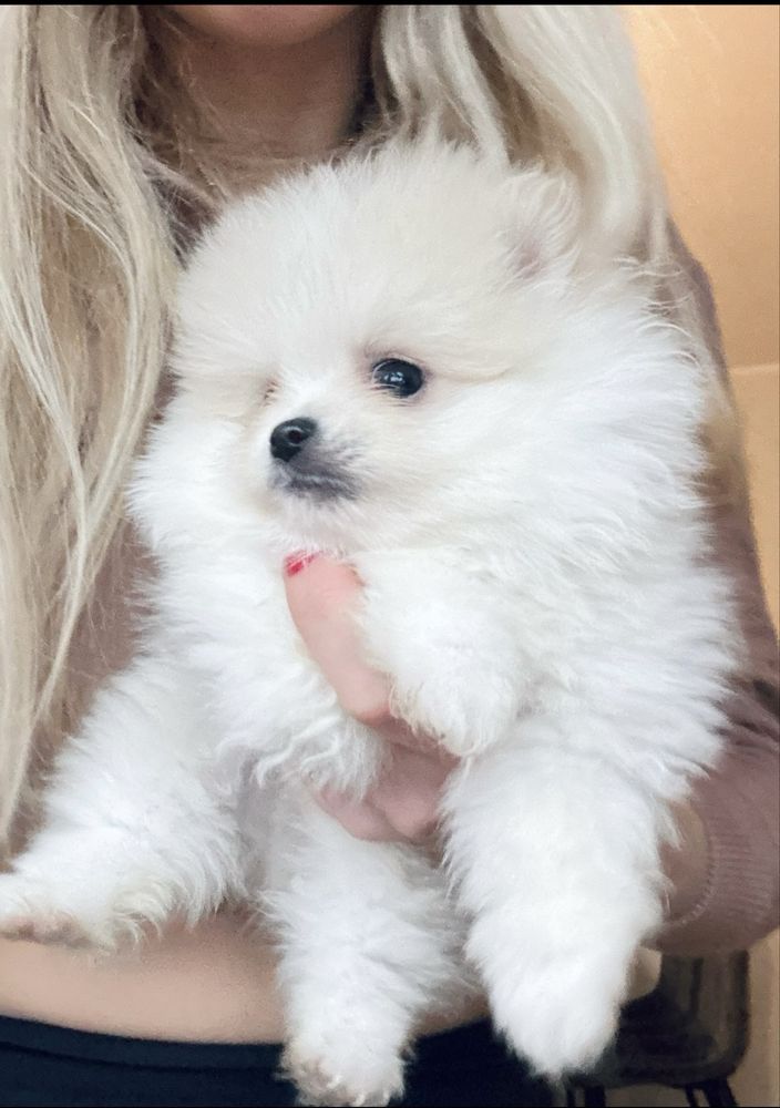 **Chico** szpic miniaturowy, pomeranian, malutki piesek