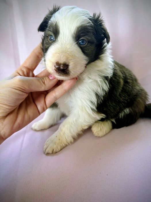 Border Collie piesek Karmel czekoladowy