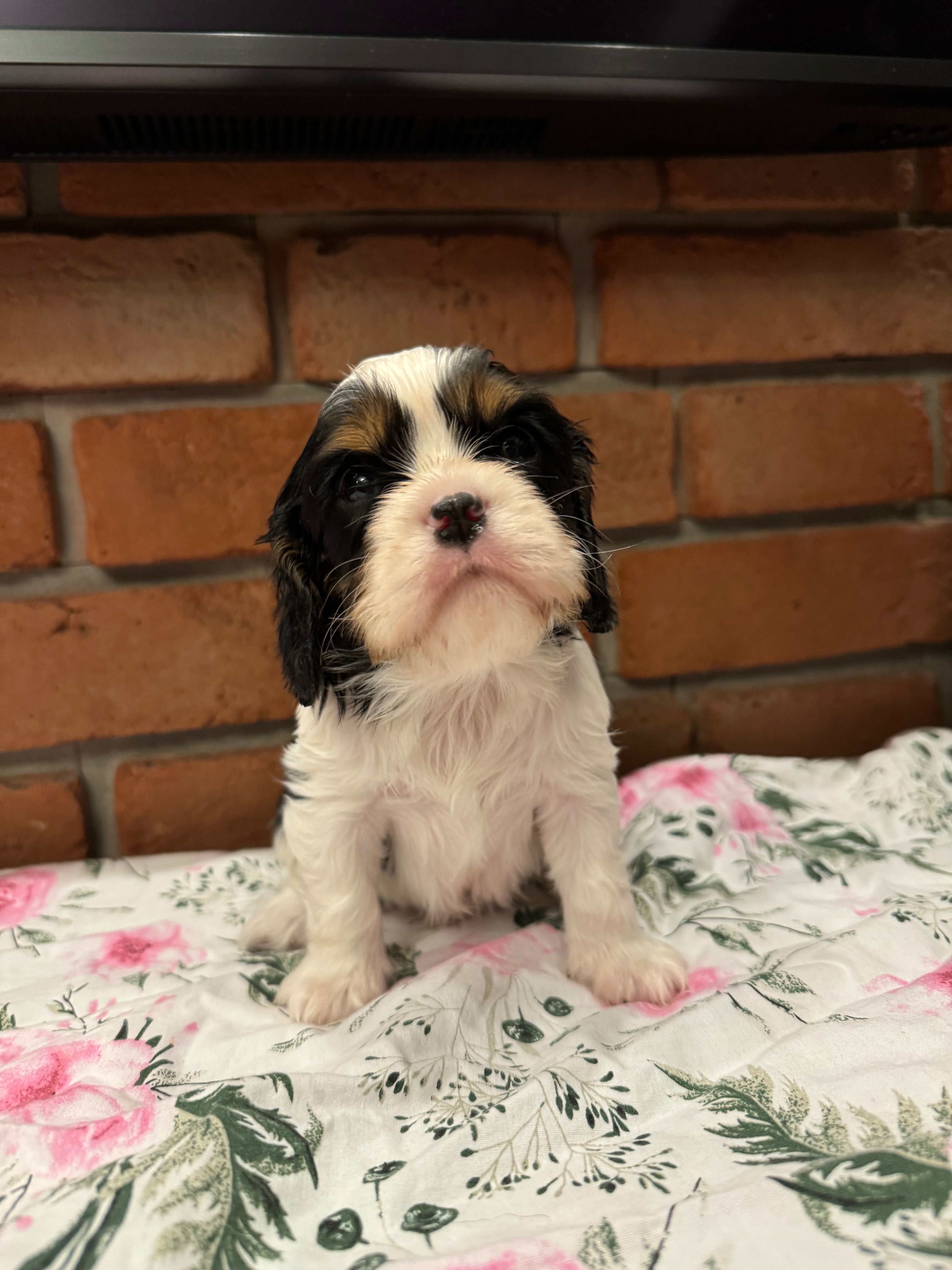 Cavalier King Charles Spaniel Zkwp /fci po Chamionie