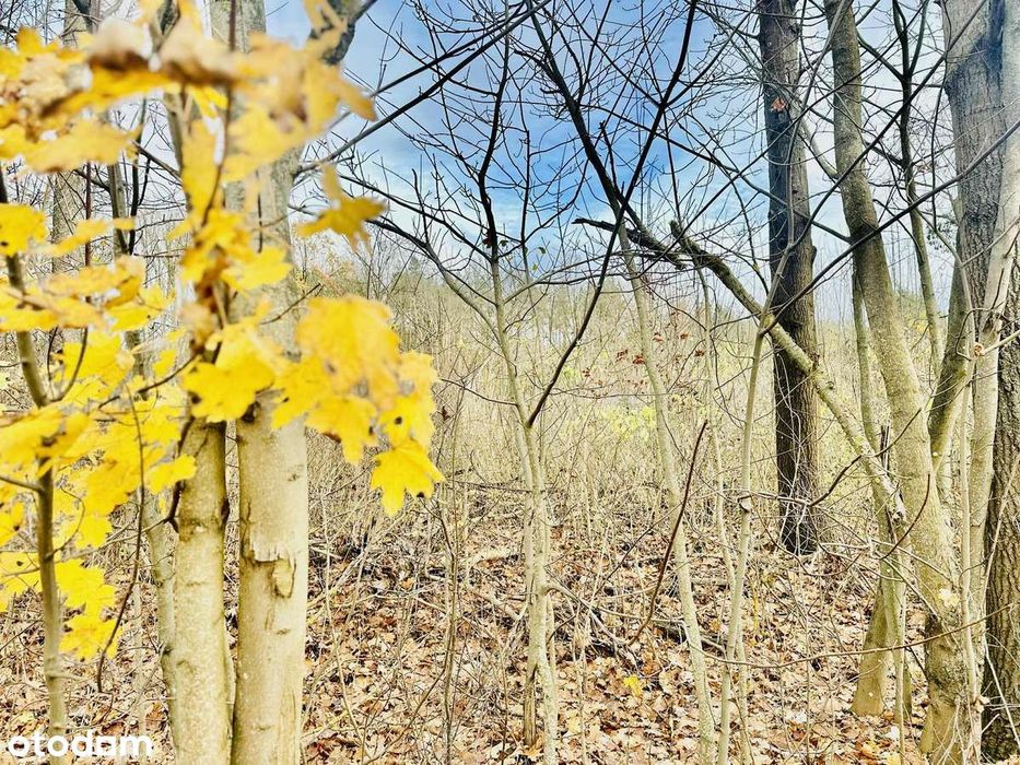 Ostrowina / Bezpośrednie Sąsiedztwo Lasu