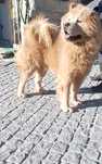 Chow chow Macho para adoção