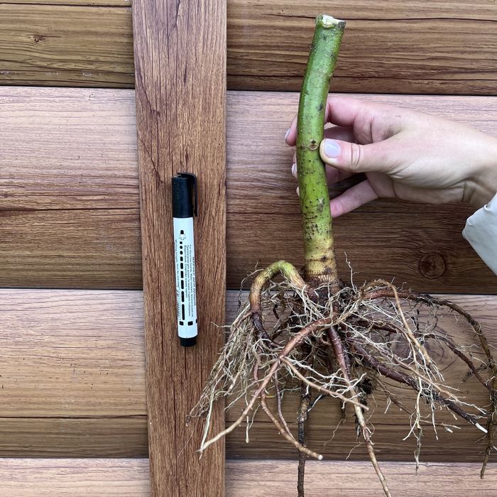 Павловнія 9501, Павловния Медоносна із стовбуром 1см