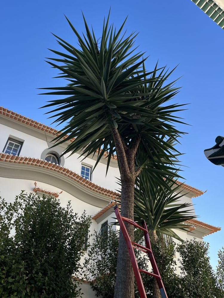 Manutenção Jardins (Jardineiro)
