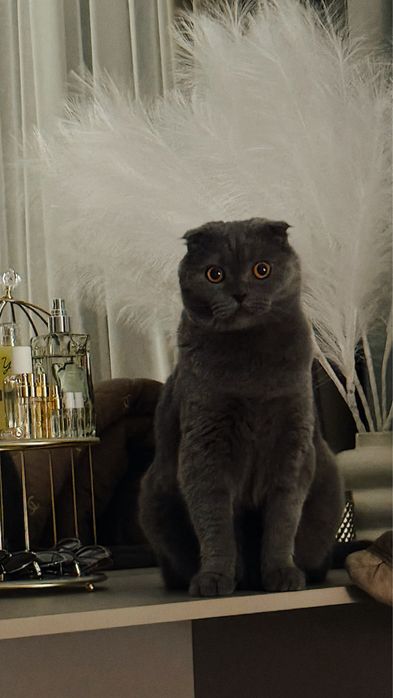 Отдам в добрые руки кота