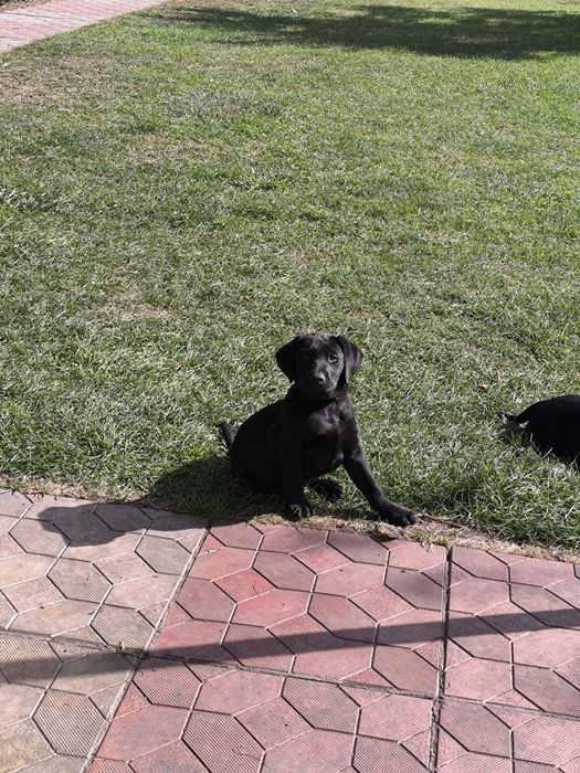 цуценята лабрадора ретривера