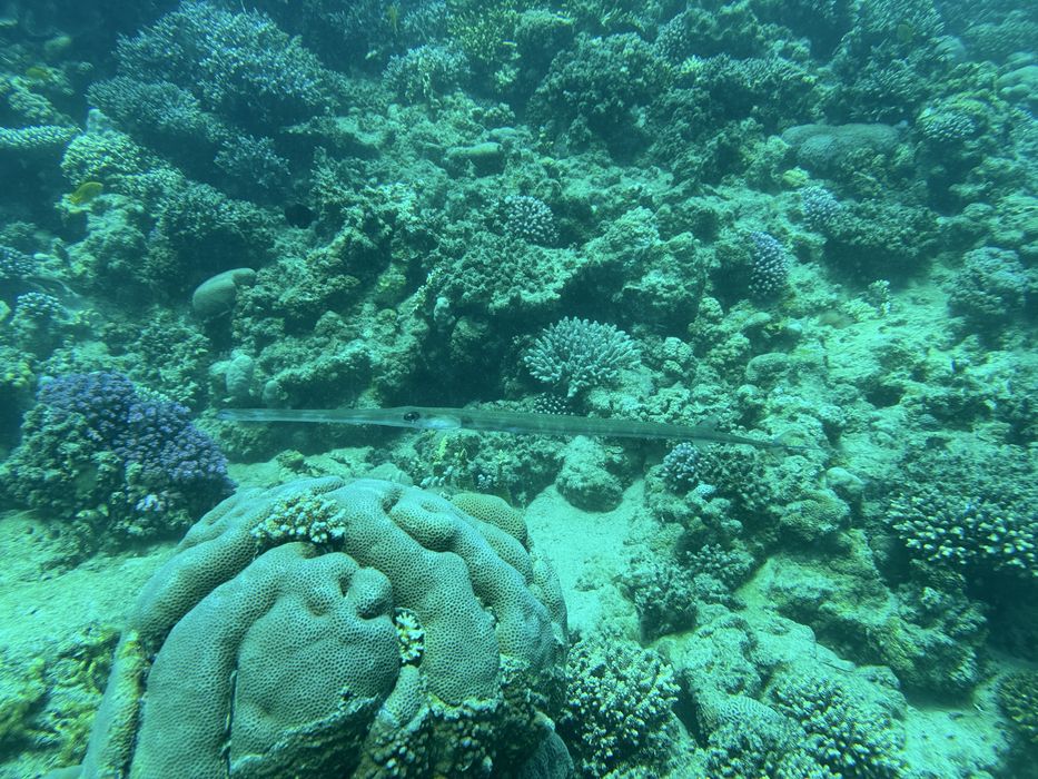 Obudowa wodoodporna Puluz do iPhone 15 i 15 Pro Max