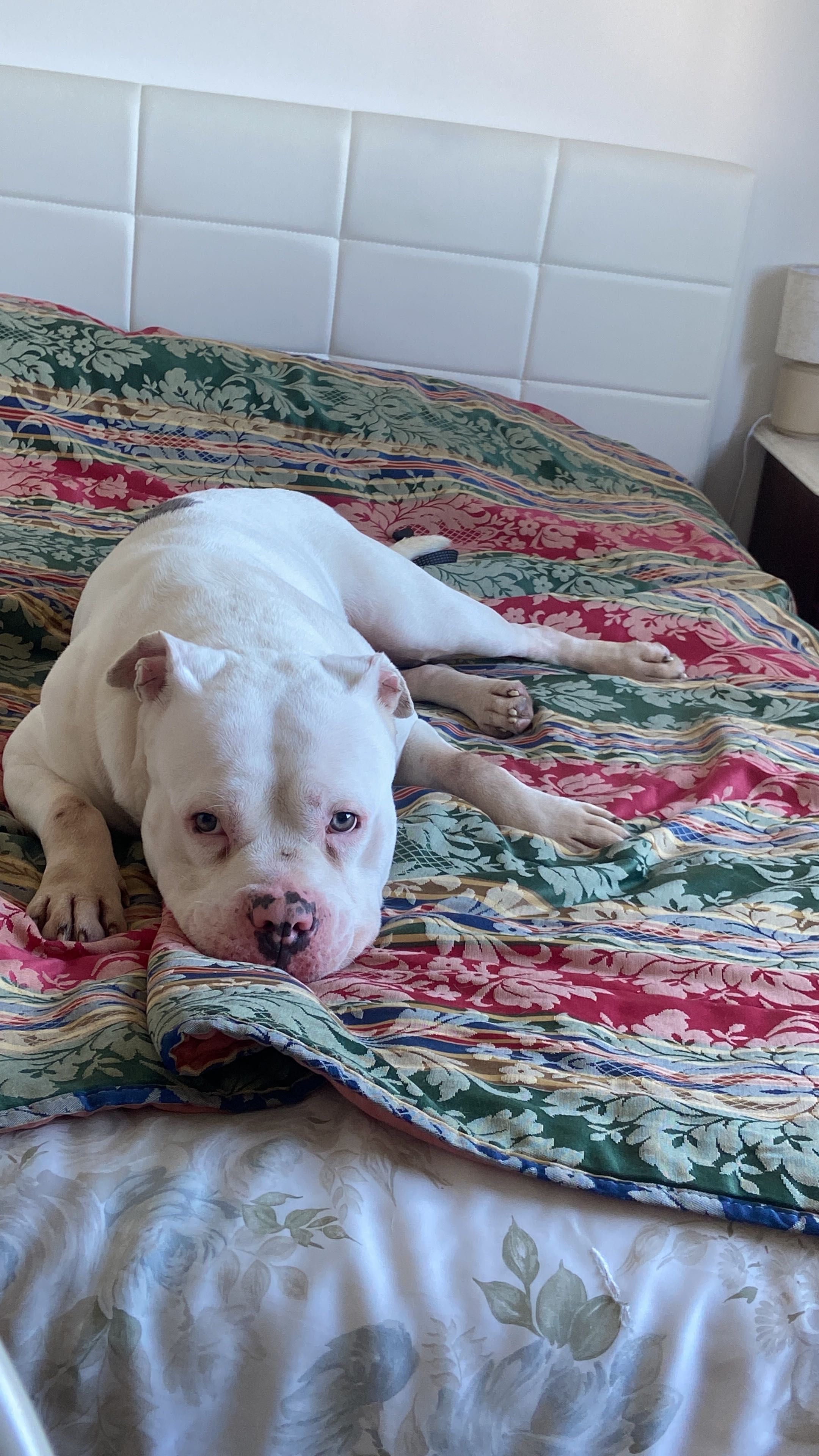American Bully para adoção