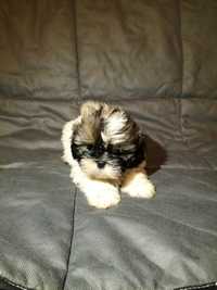 SHIH TZU piesek gotowy do odbioru.Nr 13 Polecam