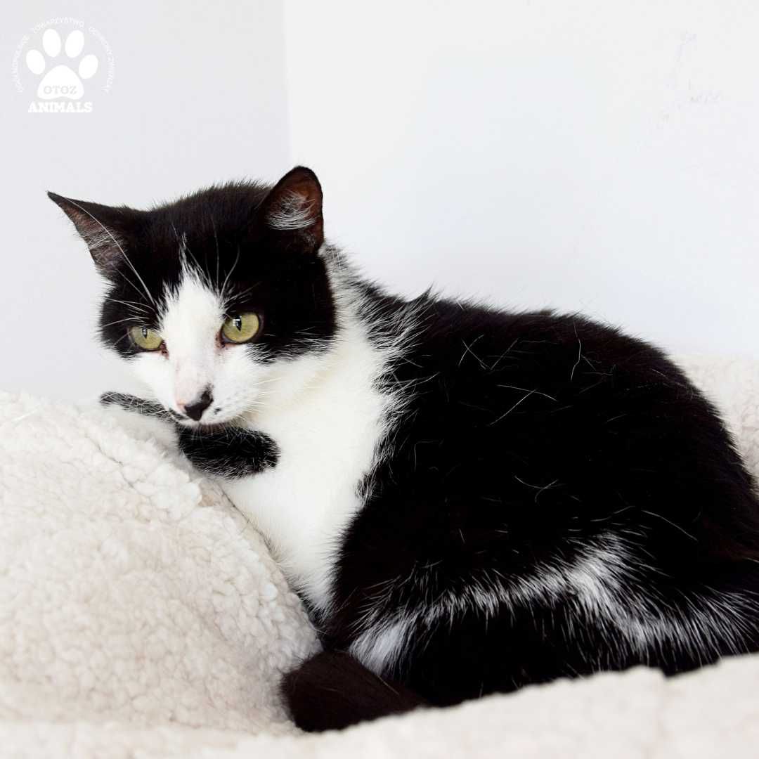 Śliczna, czarno - biała kotka Figaro do adopcji