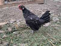 Sprzedam koguty bantamki