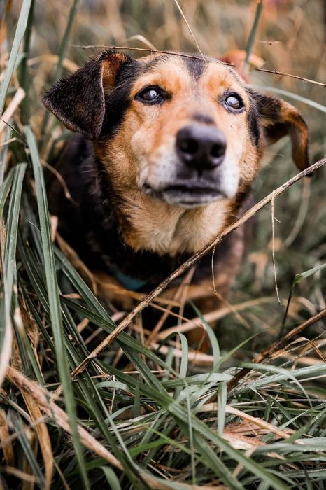 Mały piesek w typie jamnika do adopcji