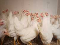 Kury nioski leghorn 17 tygodniowe