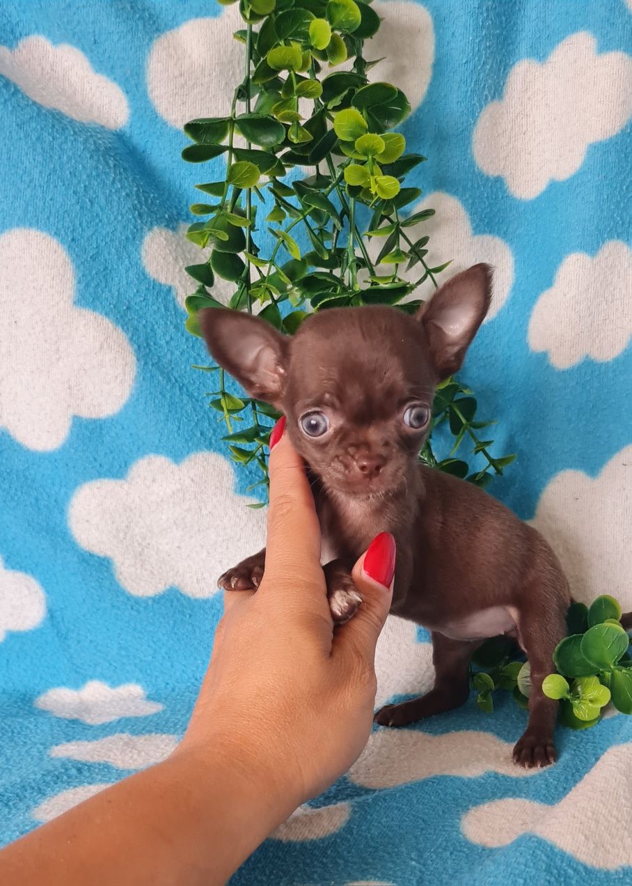 Bonequinha mini chocolate Chihuahua/Chiuaua. LinhagemRussa