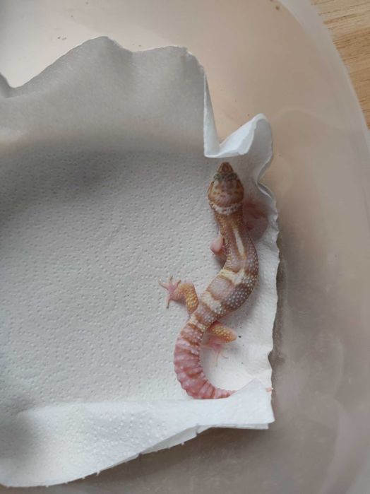 Sprzedam młodą samiczkę gekona lamparciego