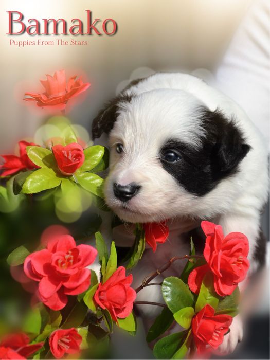 Suczka Border Collie Black&White