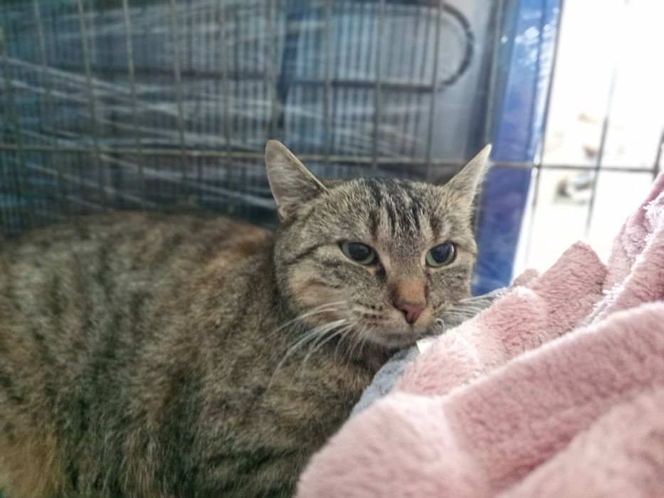 Młoda kotka Kania szuka domku