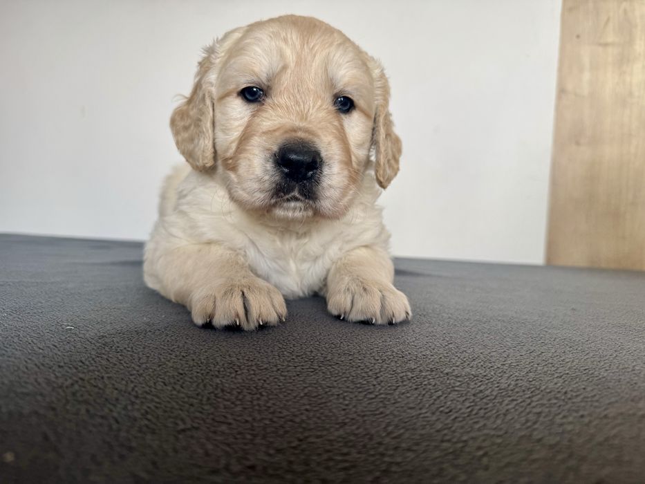 Golden Retriever piękny piesek