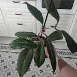 Hoya Vitellinoides
Cała, ukorzeniona, piękne duże liście