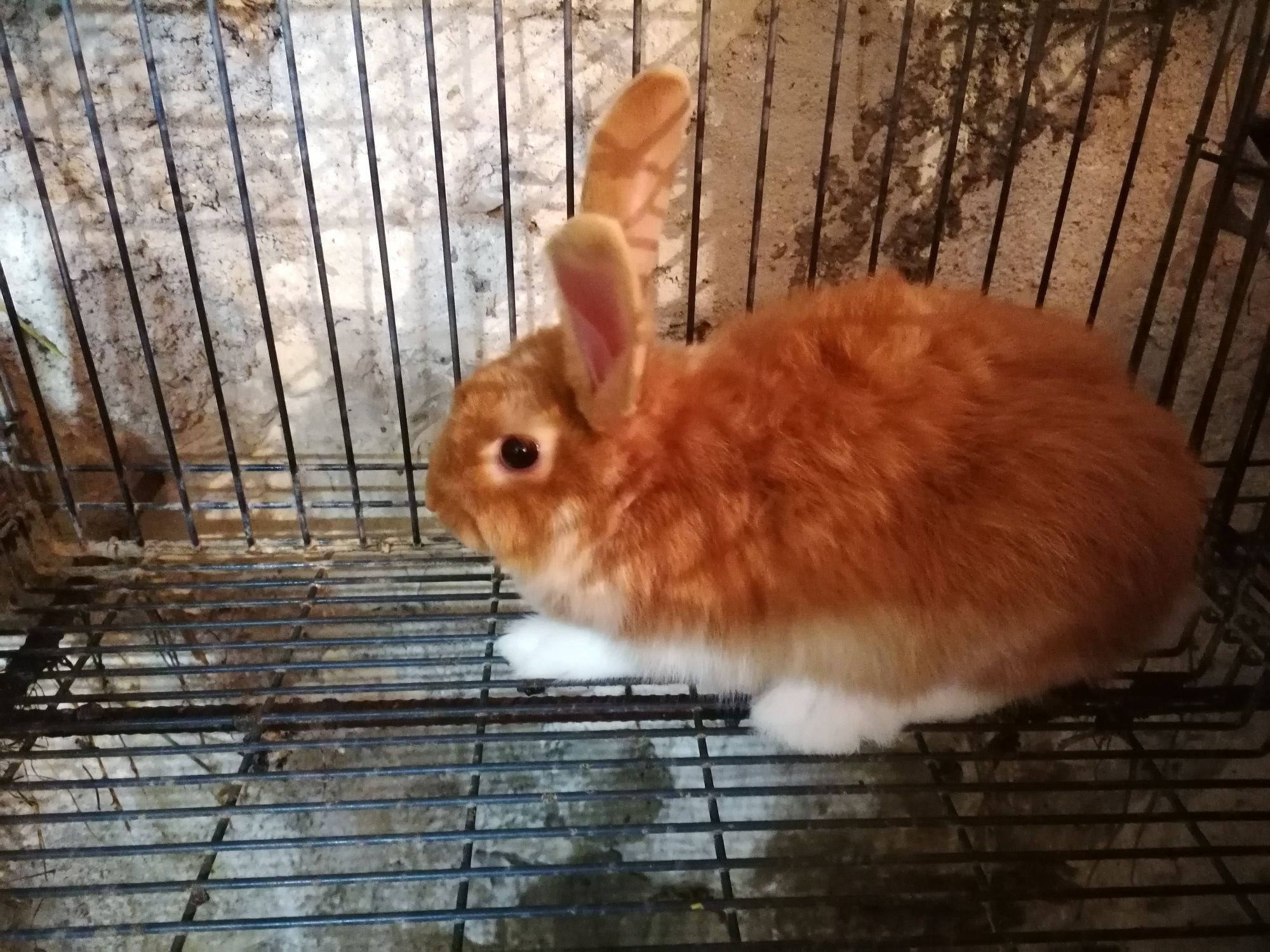 Coelhos Leonardo de Borgonha