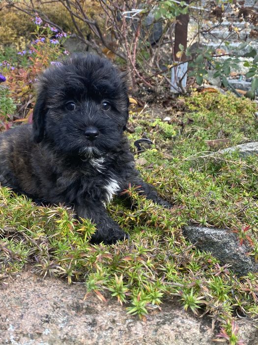 Śliczna sympatyczna sunia