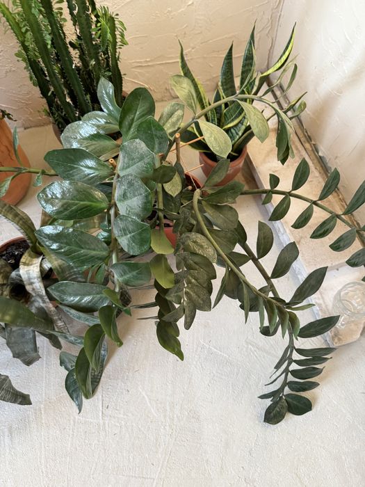 Kwiaty rozne za sztuke