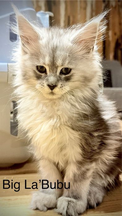 Kotka Maine Coon gotowa do odbioru