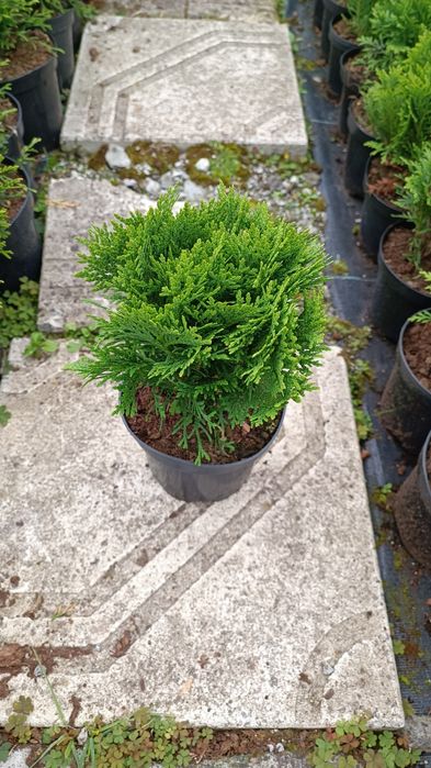 Саджанці туї різних видів