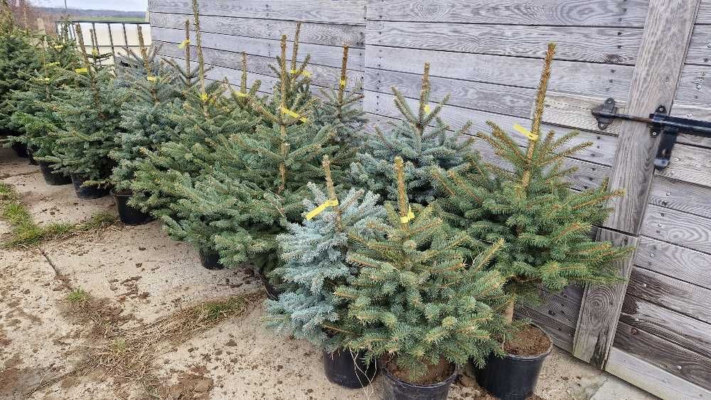 Świerk kłujące serbskie, jodła kaukaska. W donicy formowane 110-140 cm