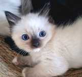 Ragdoll kocurek z rodowodem WCF