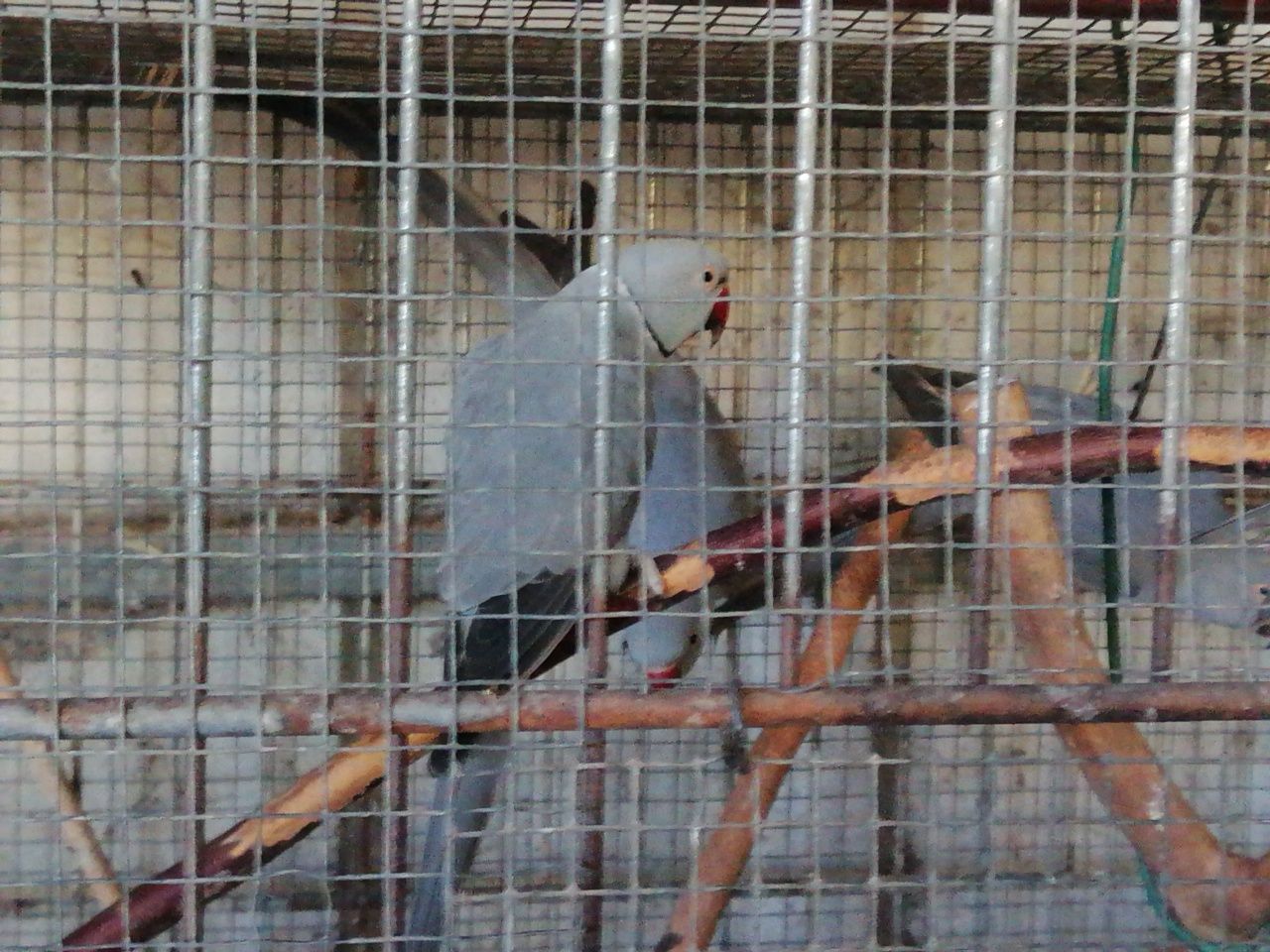 Ring Necks (fêmea 2023)