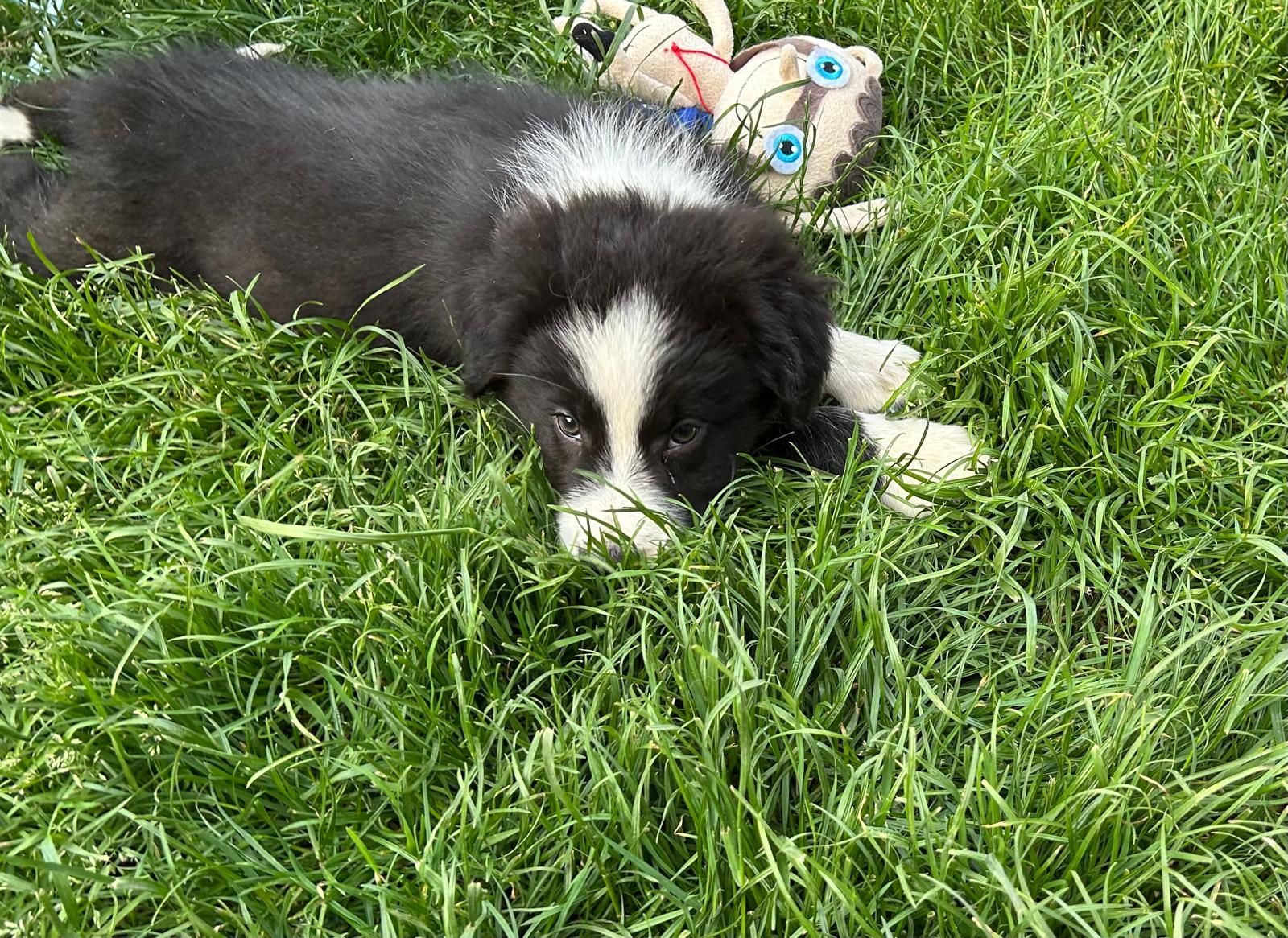 Border Collie piesek czarno biały z badaniami genetycznymi po Champio