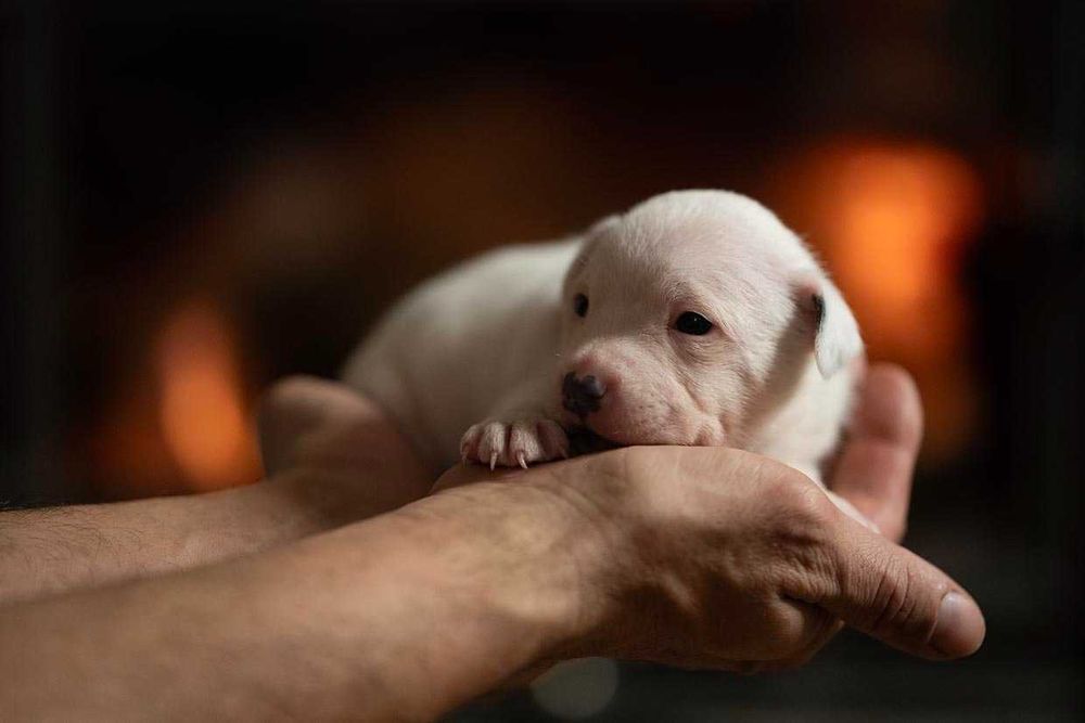 Staffordshire Bull Terrier staffik  PIESEK