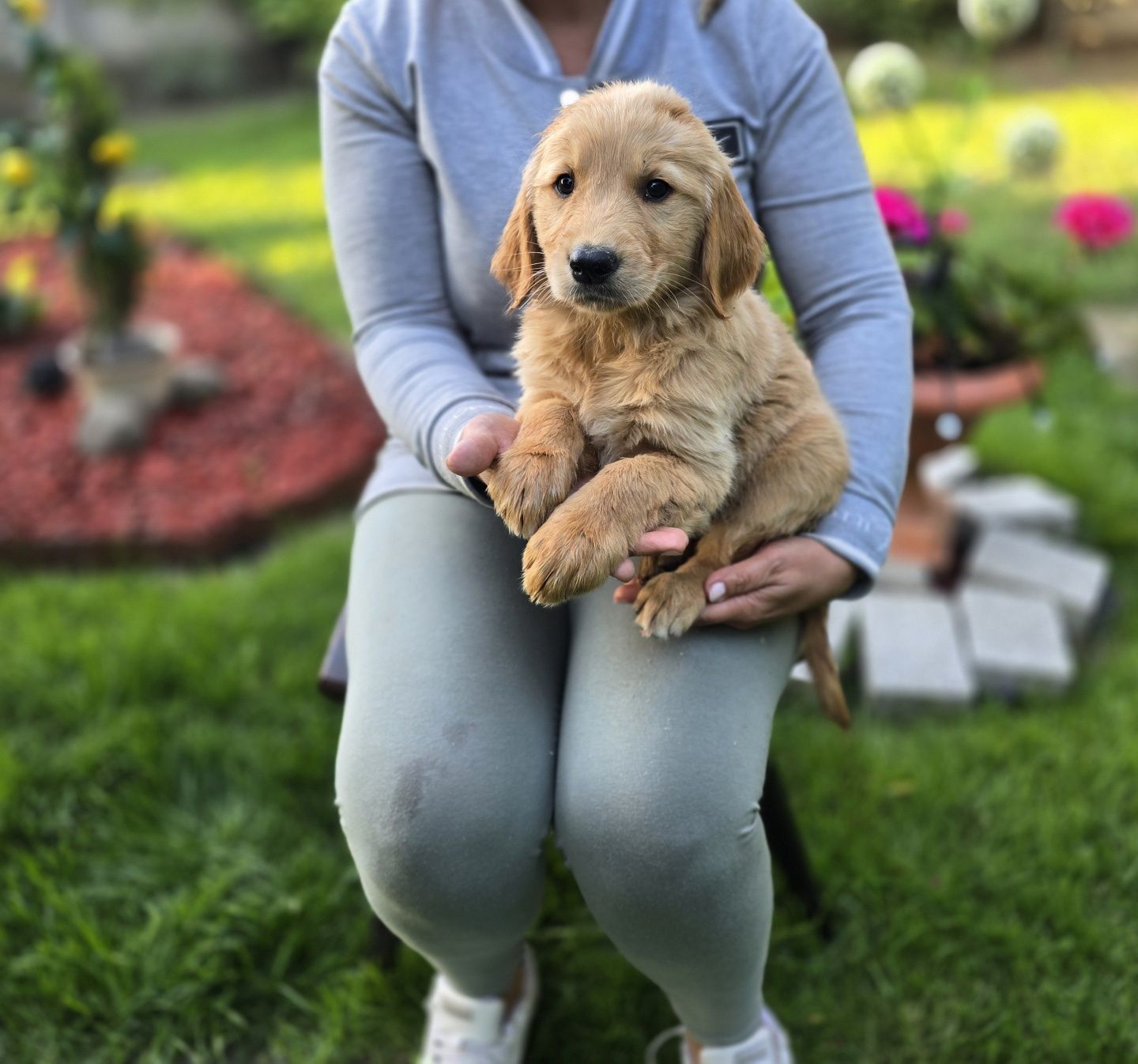 Golden Retriever szczeniak