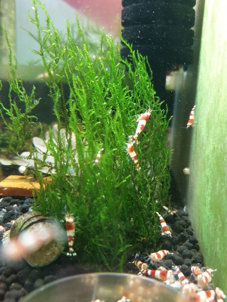 Krewetki Caridina Crystal Red