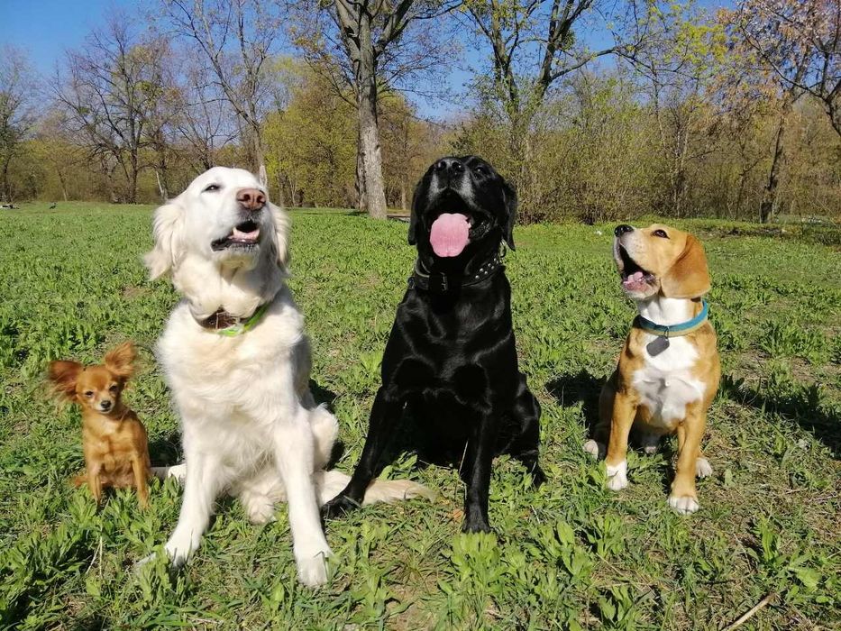 Дрессировка собак Харьков: коррекция, передержка  кошек и собак