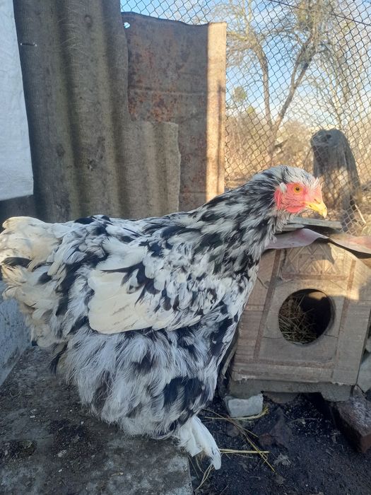 Кохінхін мраморний інкубаційне яйце мрамурний