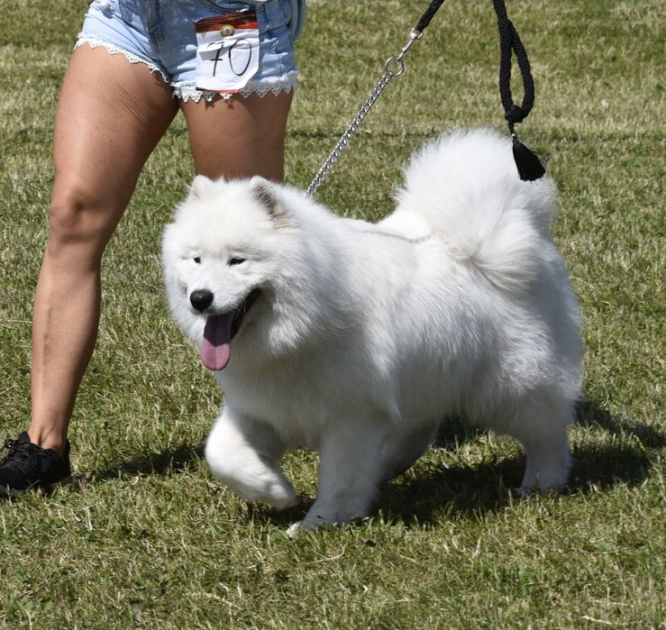 Samoyed szczenię z rodowodem