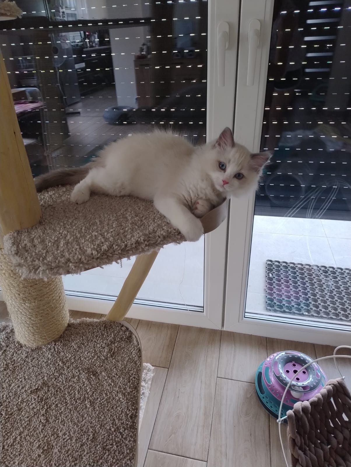 Ragdoll "Fenix" kocurek, rodowód, gotowy do odbioru