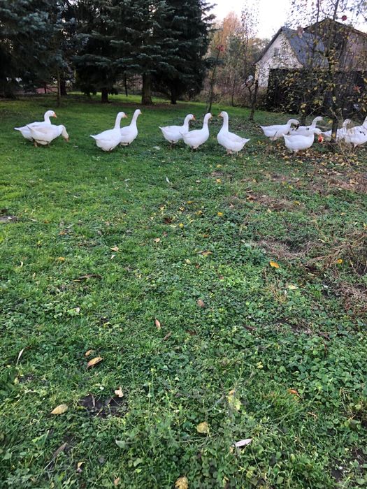 Sprzedam gęsi żywe bądź tuszkę z własnego chowu