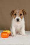 piesek Jack Russell terrier ZKWP/FCI szorstkowłosy