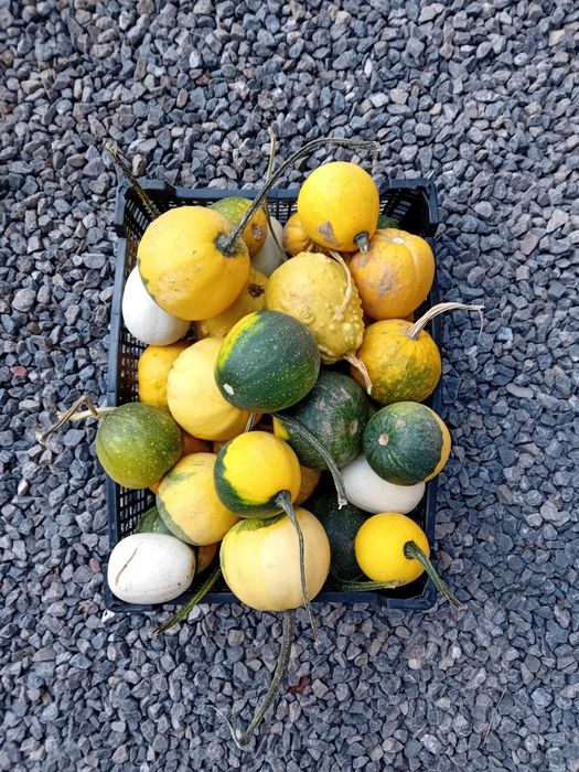 Dynie ozdobne kabaczki dekoracyjne 20 szt