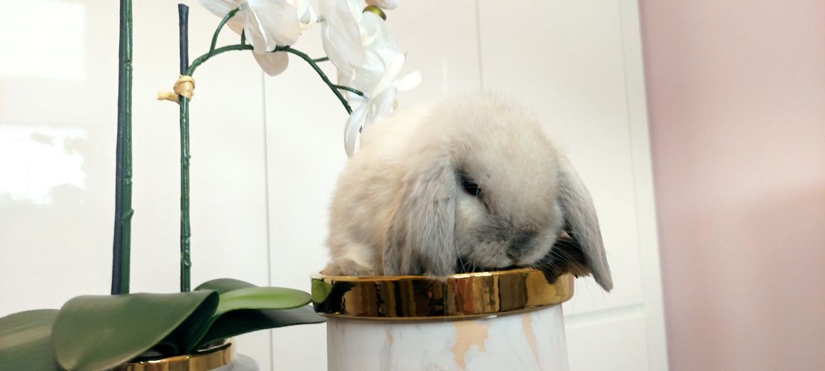 Mini Lop królik gotowe do odbioru