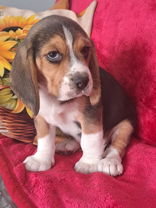 Śliczny piesek tricolor.