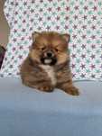 Pomeranian samiec boo