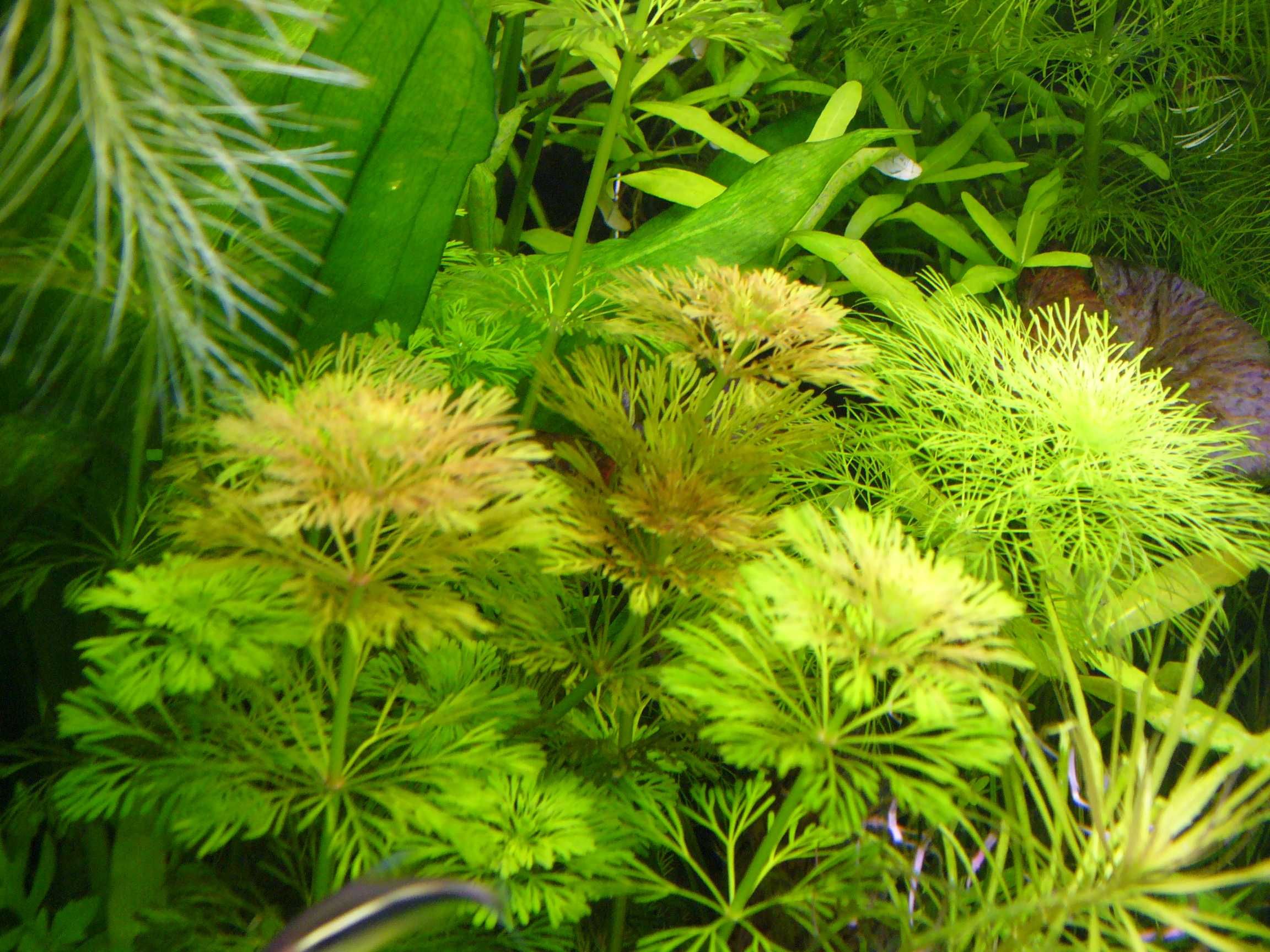 Limnophila sessiliflora-możliwe zestawy roślin