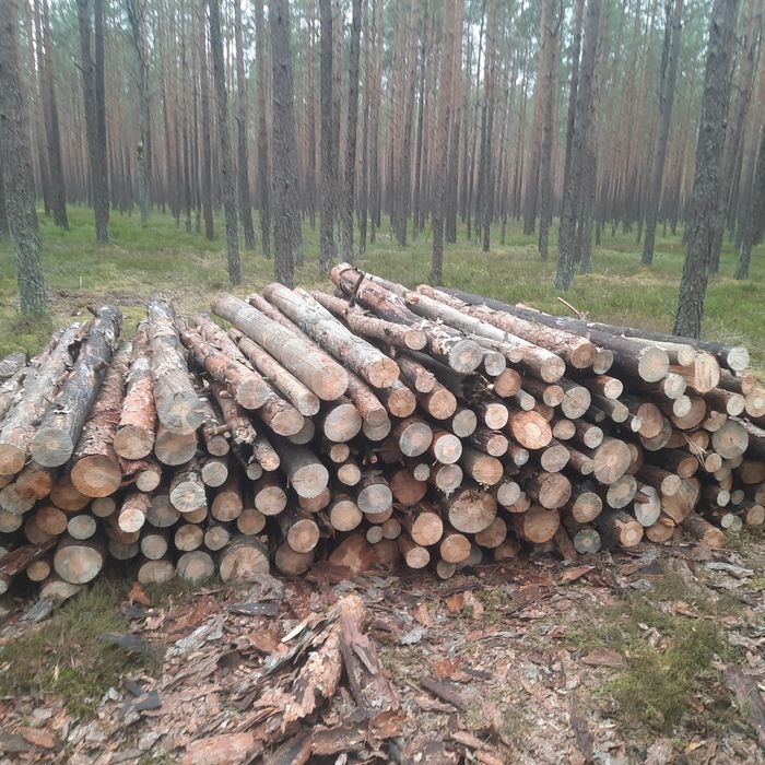 Sprzedam drewno gałeziówka sosna w całości