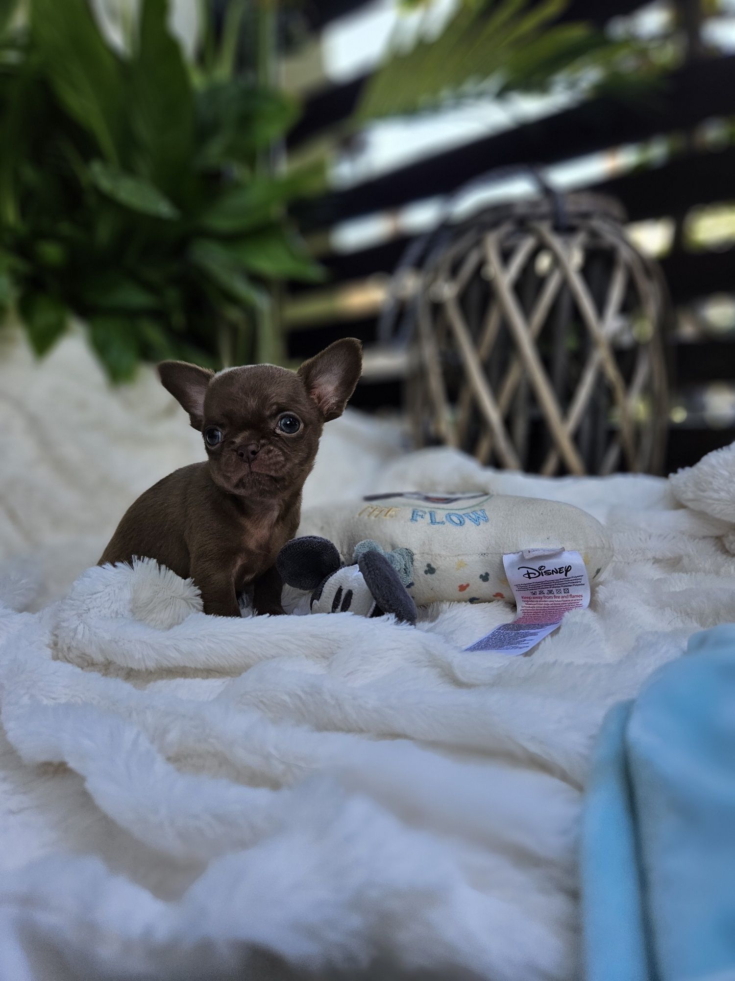Chihuahua czekoladowy chłopczyk