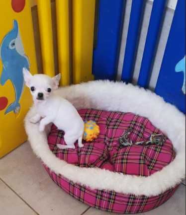 Chihuahua,Cziłała śliczny  biały piesek Dyzio